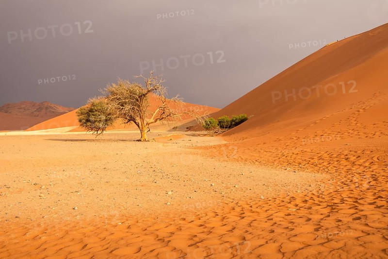Big Daddy Dune & Deadvlei, Namibia – Towering red dune above Deadvlei's ancient dead camelthorn trees and white clay pan