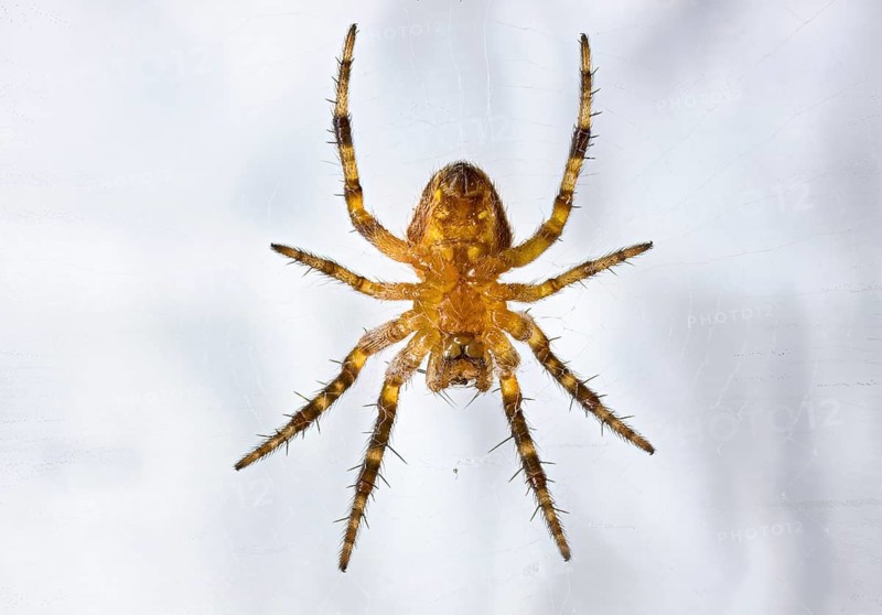 Close-up of a spider on a web with detailed hairy legs, A macro shot of a young garden cross spider (Araneus diadematus)