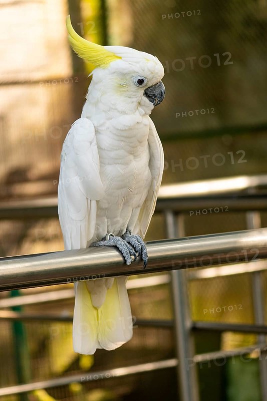 A close-up of a white cockatoo (Cacatua alba) with a yellow crest perched in a natural setting-Dhaka, Bangladesh