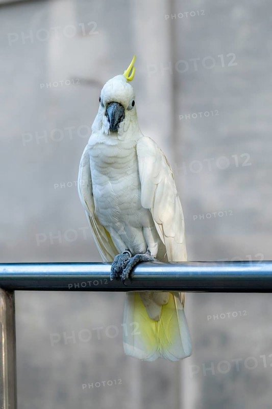A white cockatoo (Cacatua alba) with a yellow crest perched on a metal bar, with a blurred background-Dhaka, Bangladesh