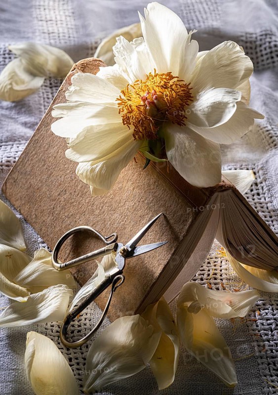 Still life of an old book with a faded peony and scissors on an old linen cover
