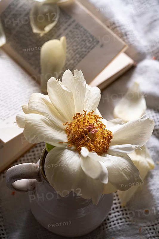 Still life of a white peony rose in a small vase, on an old linen cover with a blurred book