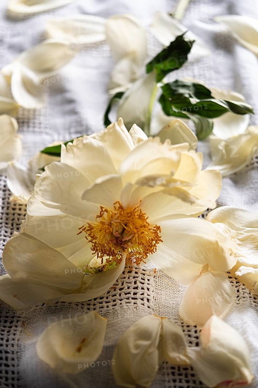 Still life of a faded peony on linen cloth