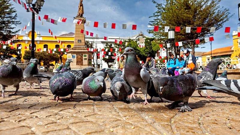 Pigeons in a square with a monument and garlands, people in the background under a clear sky, The city pigeons of Potosi in Bolivia