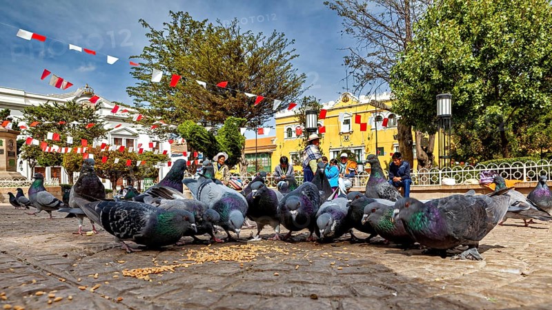 Pigeons feeding in an urban square surrounded by trees and colourful houses under hanging garlands, The urban pigeons of Potosi in Bolivia