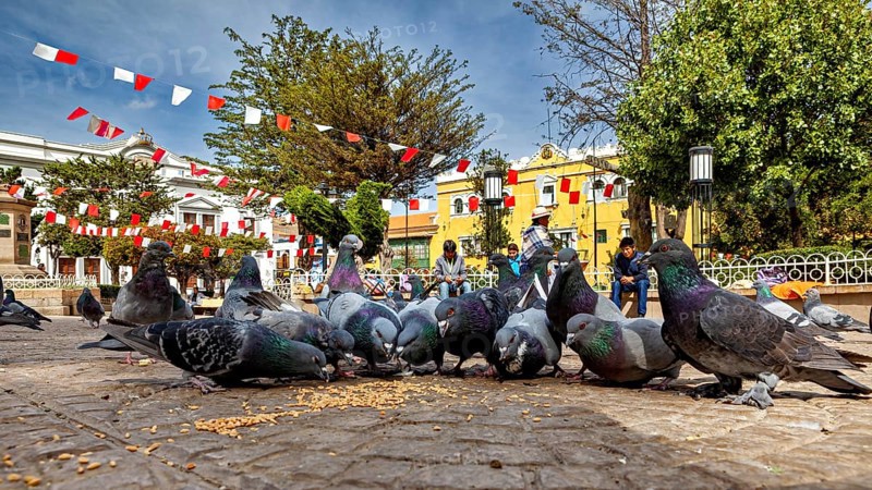 Pigeons gather in a paved square to peck food, surrounded by flags and buildings on a sunny day, The urban pigeons of Potosi in Bolivia