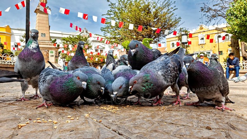 Several pigeons feeding on a paved square under decorative flags and trees in sunny weather, The urban pigeons of Potosi in Bolivia