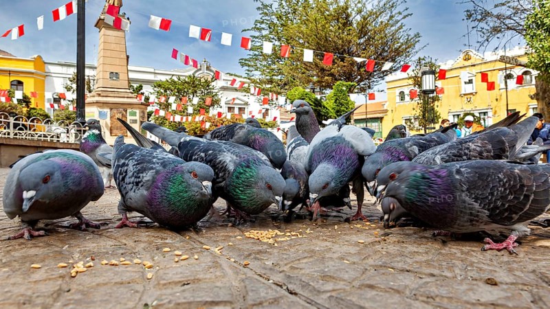 Pigeons pecking grain in a city square, surrounded by flags and an obelisk, sunny day, The city pigeons of Potosi in Bolivia