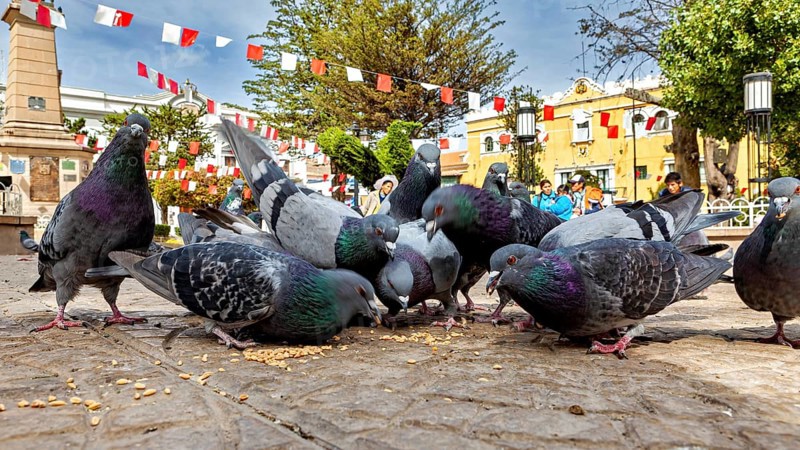 Group of pigeons eating on a paved square in a sunny city with decorative flags, The city pigeons of Potosi in Bolivia