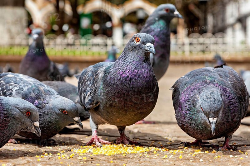 Close-up of pigeons picking up seeds on a paved floor in an urban environment, The city pigeons of Potosi in Bolivia