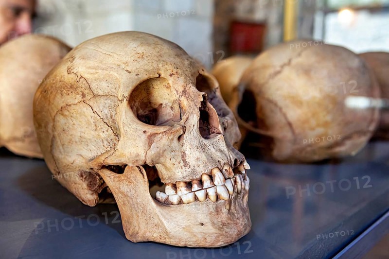 A human skull in an exhibition case, surrounded by other skulls, skull in the museum of Potosi in Bolivia