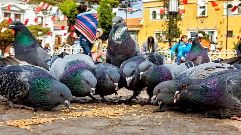 Several pigeons eat food on the ground while passers-by walk by in the background on a warm day, The urban pigeons of Potosi in Bolivia