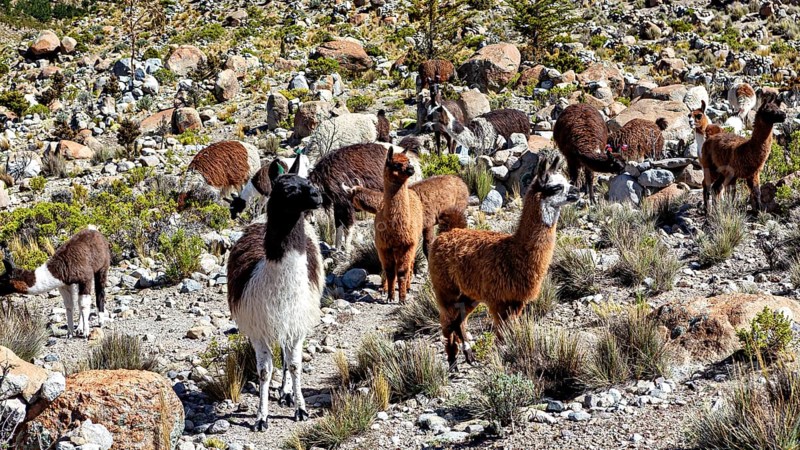 A large group of alpacas move across a stony, grassy area in the mountains, llamas in the Bolivian countryside