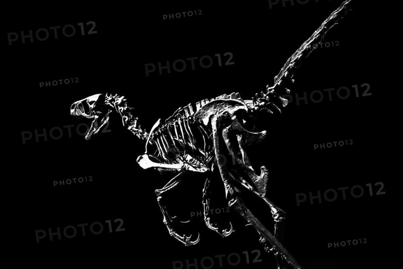 Abstract, Monochrome, Dinosaur, Velociraptor, Skeleton, Clipping, Hunter
