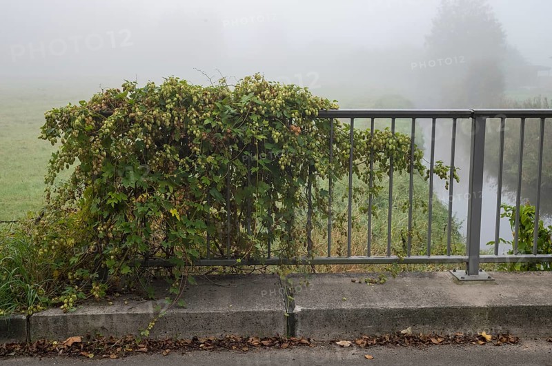 Hops plant growing on a metal bridge railing by a river on a misty day
