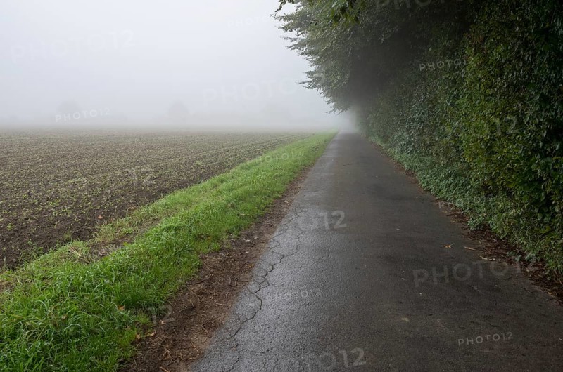 Rural road disappearing into thick fog next to a field and green hedge