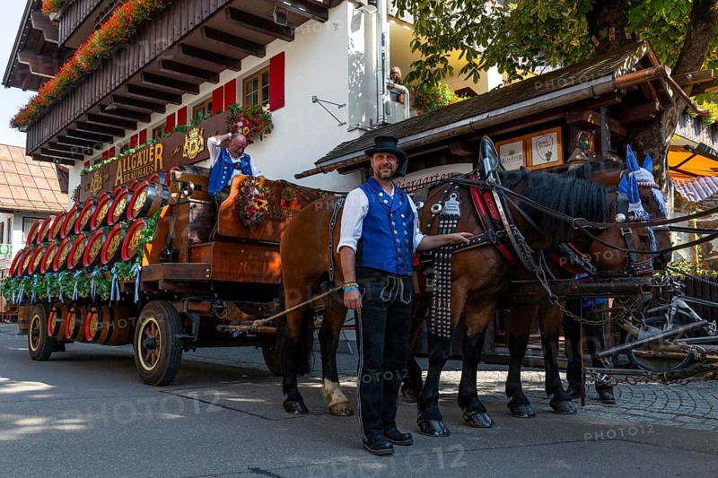 Historic brewery wagon with beer barrels, horses with harness, cold-blooded horses, coachman, cattle seperation, Oberstdorf, Allgäu Alps, Bavaria, Germany