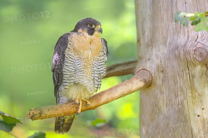 Peregrine falcon (Falco peregrinus), male sitting on a tree, falcon, bird of prey, nature photography, captive, Bavarian Forest National Park, Bavaria, Germany