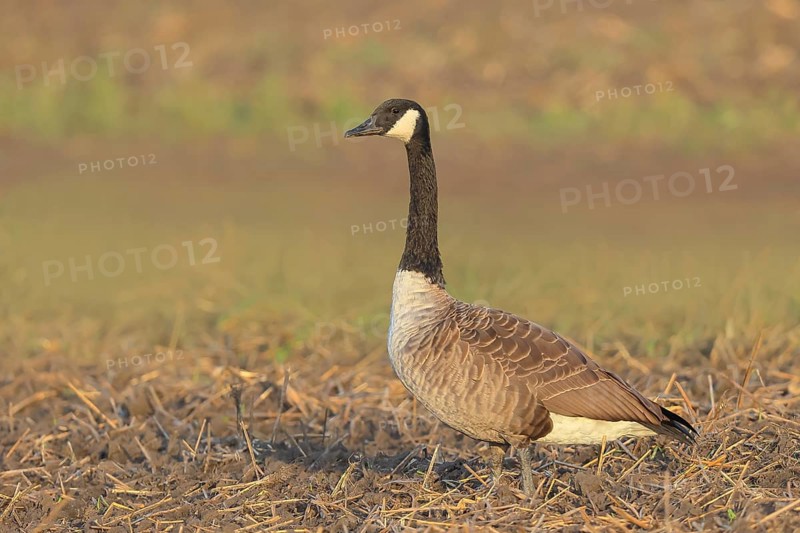 Canada goose (Branta canadensis) standing on harvested grain field, wildlife, geese, migratory bird, Baltic Sea coast, Fehmarn Island, East Holstein, Schleswig-Holstein, Germany
