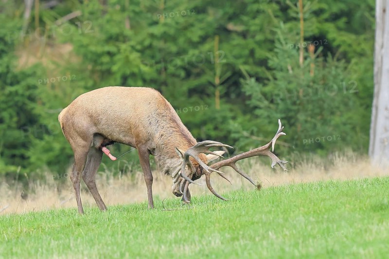 Red deer (Cervus elaphus) capital stag forkelt with its antlers in a forest clearing during the rutting season, rutting behaviour, wildlife, mammal, Forsthaus Hohenroth am Rothaarsteig, Siegen-Wittgenstein, North Rhine-Westphalia, Germany