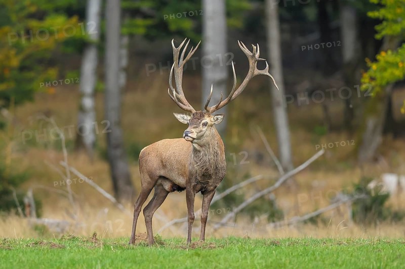 Red deer (Cervus elaphus) capital stag in a forest clearing during the rutting season, wildlife, mammal, Forsthaus Hohenroth am Rothaarsteig, Siegen-Wittgenstein, North Rhine-Westphalia, Germany