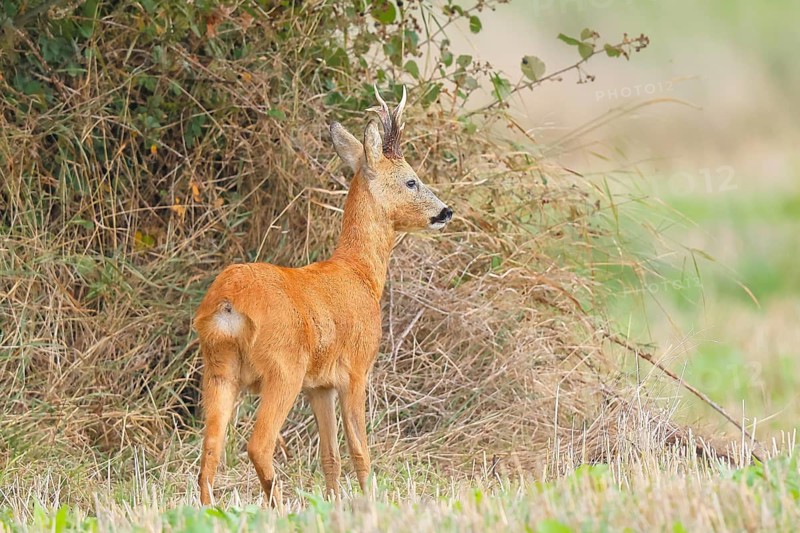 European roe deer (Capreolus capreolus), roebuck standing in front of a hedge after the rutting season, wildlife, morning light, roe deer, mammal, Baltic Sea island Fehmarn, East Holstein, Schleswig-Holstein, Germany