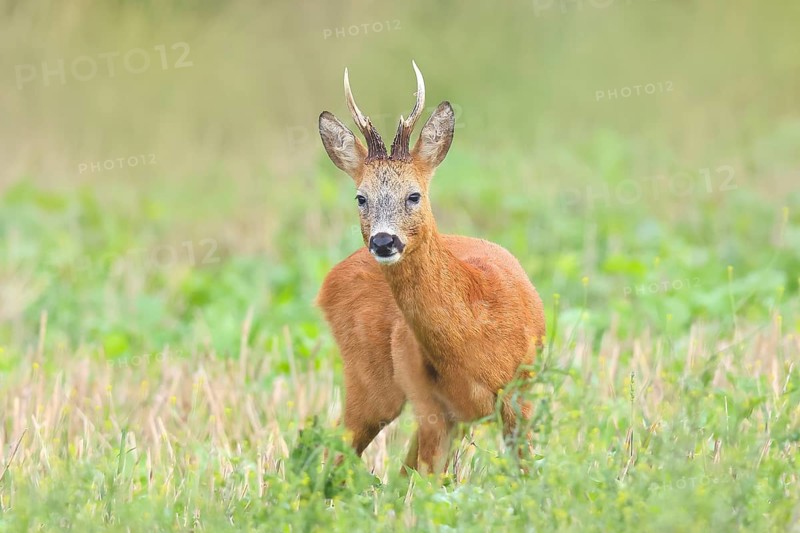 European roe deer (Capreolus capreolus), roebuck standing in harvested grain field after the rutting season, wildlife, morning light, roe deer, mammal, Baltic Sea island Fehmarn, East Holstein, Schleswig-Holstein, Germany