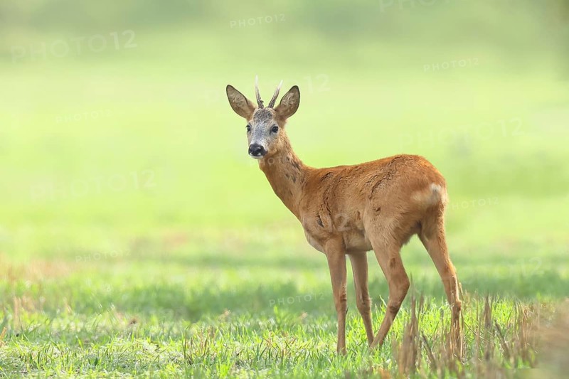 European roe deer (Capreolus capreolus), roebuck standing on harvested grain field after the rutting season, wildlife, morning light, roe deer, mammal, Baltic Sea island Fehmarn, East Holstein, Schleswig-Holstein, Germany