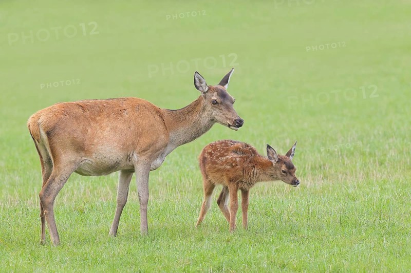 Adult red deer cow (Cervus elaphus) with calf standing in a meadow, wildlife, mammal, Forsthaus Hohenroth am Rothaarsteig, Siegen-Wittgenstein, North Rhine-Westphalia, Germany