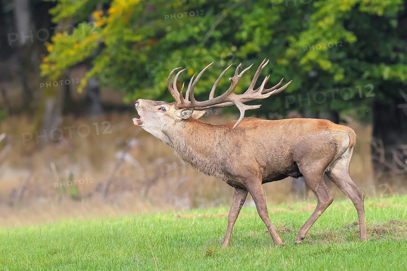 Red deer (Cervus elaphus) capital stag roaring in a forest clearing during the rutting season, wildlife, mammal, Forsthaus Hohenroth am Rothaarsteig, Siegen-Wittgenstein, North Rhine-Westphalia, Germany