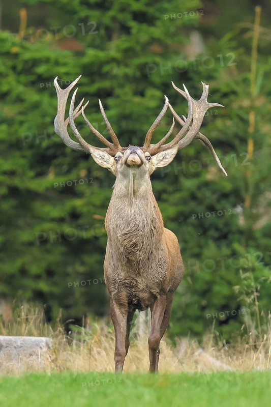 Red deer (Cervus elaphus) capital stag roaring in a forest clearing during the rutting season, wildlife, mammal, Forsthaus Hohenroth am Rothaarsteig, Siegen-Wittgenstein, North Rhine-Westphalia, Germany
