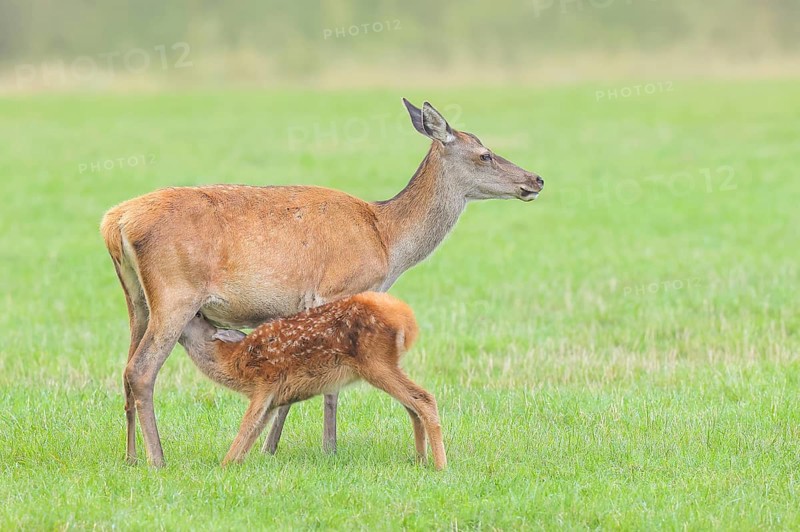 Adult red deer cow (Cervus elaphus) suckling her calf in a meadow, wildlife, mammal, Forsthaus Hohenroth am Rothaarsteig, Siegen-Wittgenstein, North Rhine-Westphalia, Germany