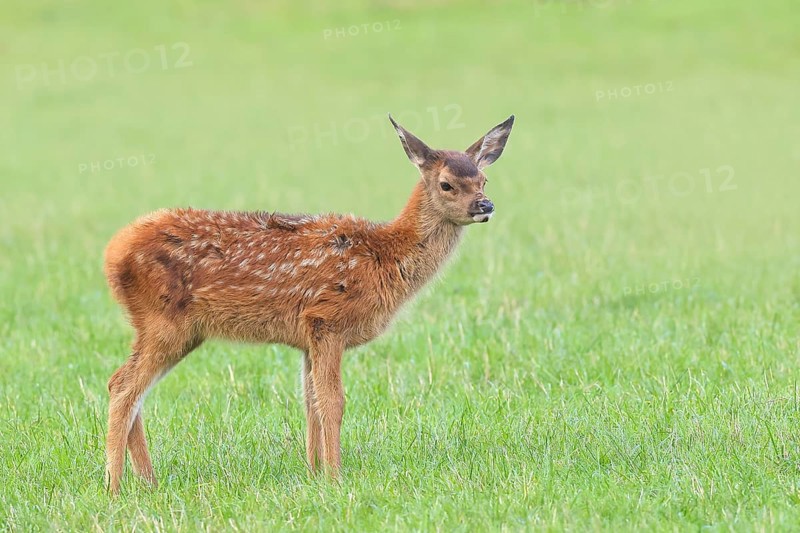 Deer calf (Cervus elaphus) standing in a meadow, wildlife, mammal, Forsthaus Hohenroth on the Rothaarsteig, Siegen-Wittgenstein, North Rhine-Westphalia, Germany
