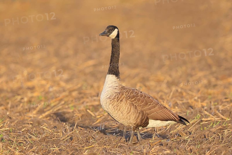 Canada goose (Branta canadensis) standing on harvested grain field, wildlife, geese, migratory bird, Baltic Sea coast, Fehmarn Island, East Holstein, Schleswig-Holstein, Germany