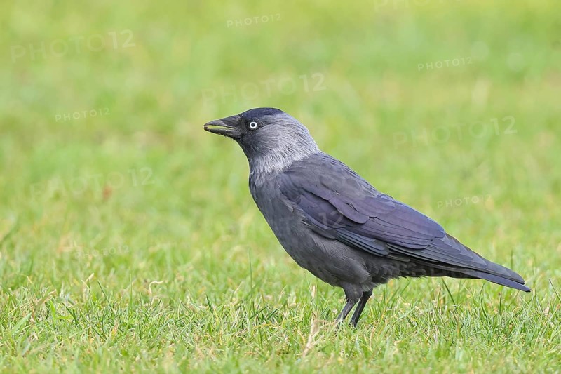 Jackdaw (Corvus monedula), adult bird foraging in a meadow, wildlife, birds, raven, Baltic Sea coast, Fehmarn Island, East Holstein Schleswig-Holstein, Germany
