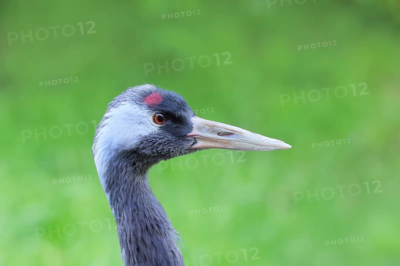 Crane (Grus grus), close-up of a crane, portrait, captive, Bavarian Forest National Park, Bavaria, Germany
