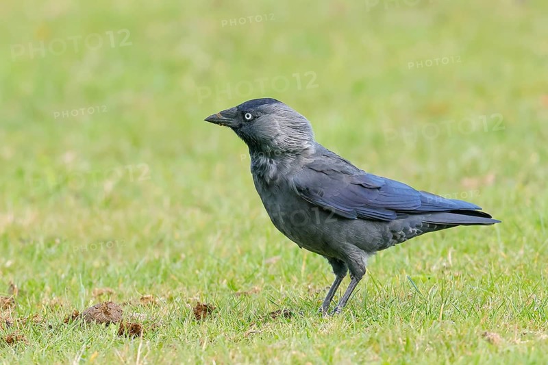 Jackdaw (Corvus monedula), adult bird foraging in a meadow, wildlife, birds, raven, Baltic Sea coast, Fehmarn Island, East Holstein Schleswig-Holstein, Germany