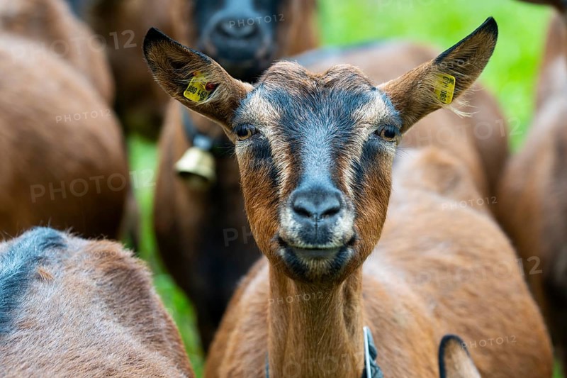 Domestic goat (Capra aegagrus hircus), Laterns, Laternser Tal, Vorarlberg, Austria