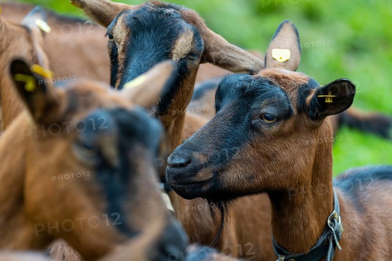 Domestic goat (Capra aegagrus hircus), Laterns, Laternser Tal, Vorarlberg, Austria