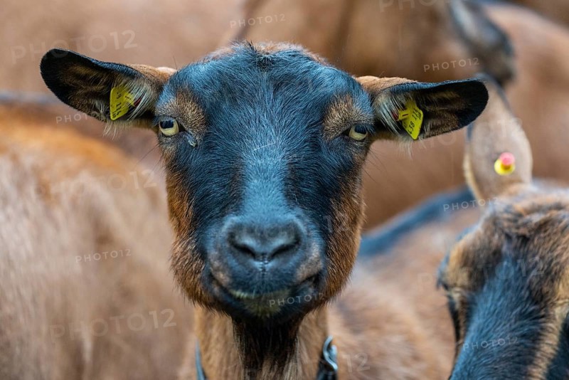 Domestic goat (Capra aegagrus hircus), Laterns, Laternser Tal, Vorarlberg, Austria