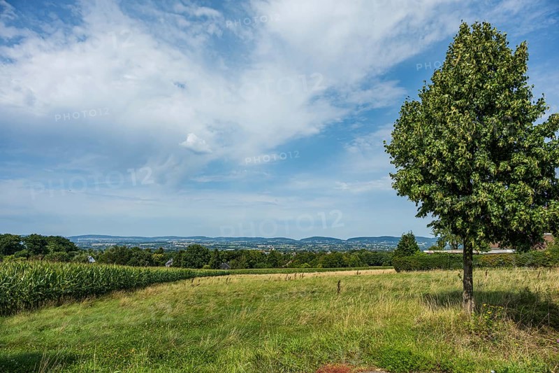 A wide landscape with a prominent tree and clouds in the sky, Bielefeld, Westphalia, North Rhine-Westphalia