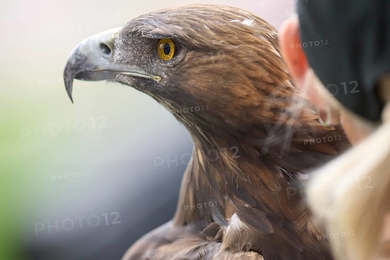 Football Bundeliga Eintracht Frankfurt-Union Berlin. The eagle Attila, heraldic animal of Eintracht Frankfurt, in front of the game