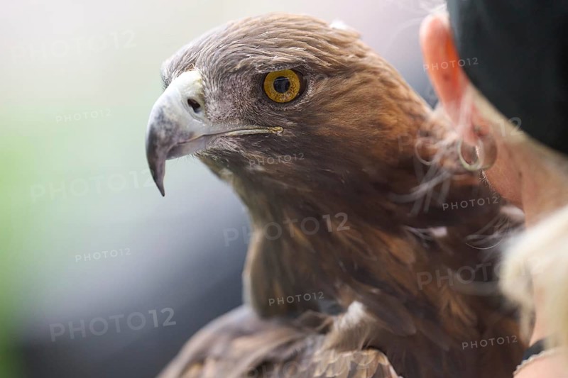 Football Bundeliga Eintracht Frankfurt-Union Berlin. The eagle Attila, heraldic animal of Eintracht Frankfurt, in front of the game