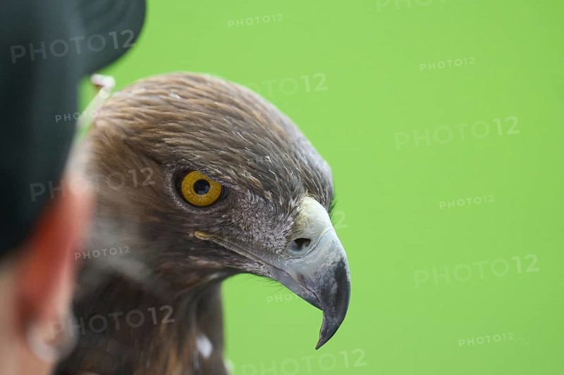 Football Bundeliga Eintracht Frankfurt-Union Berlin. The eagle Attila, heraldic animal of Eintracht Frankfurt, in front of the game