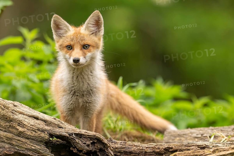 Red fox (vulpes vulpes), juvenile, looking forwards, Ormoz, Slovenia