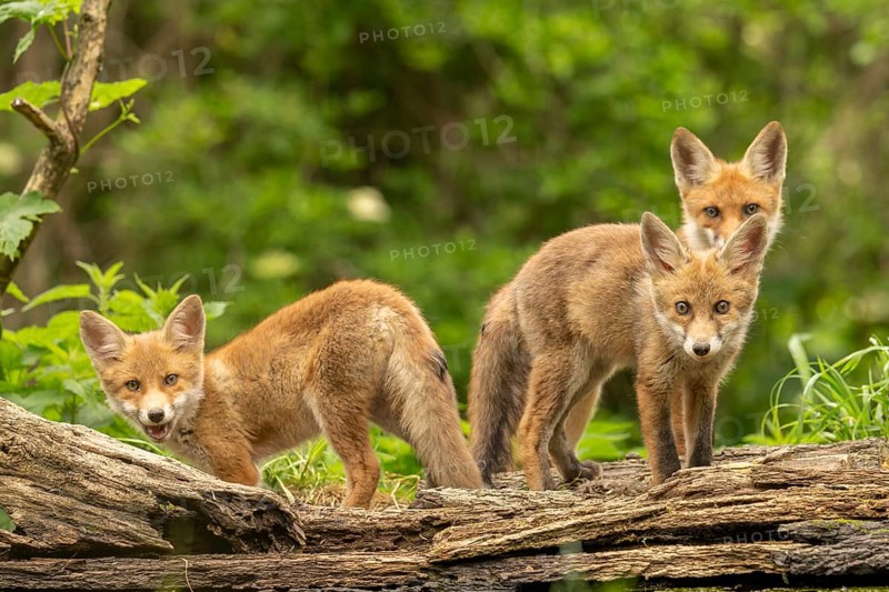 Three red fox pups (vulpes vulpes), juvenile, camera view, Ormoz, Slovenia