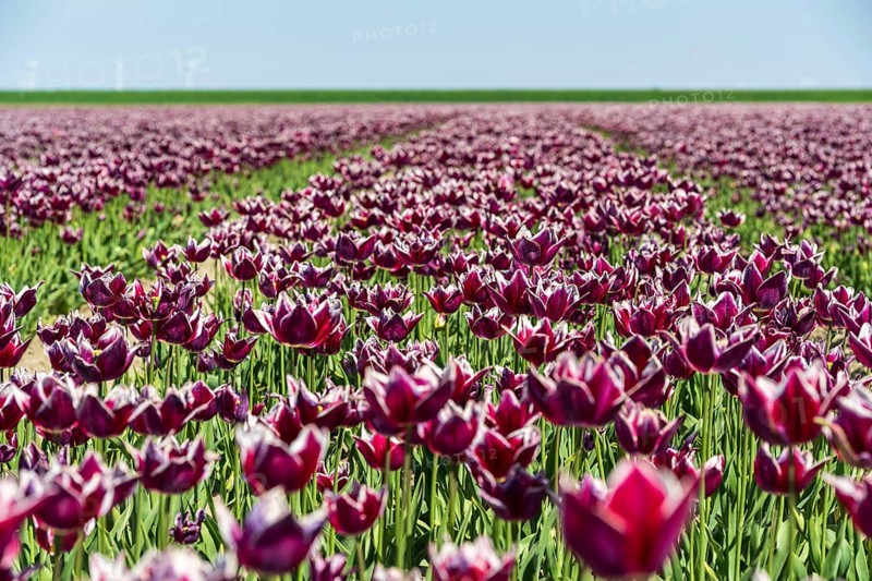 A wide field full of blooming purple tulips in front of a light blue sky, Faded tulip field in the province of Groningen