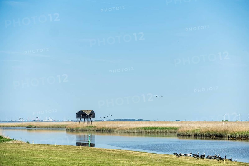 A tranquil landscape with a hut on stilts by the water and ducks in the foreground under a blue sky, bird hide on the Dollard near Nieuwe Statenzijl