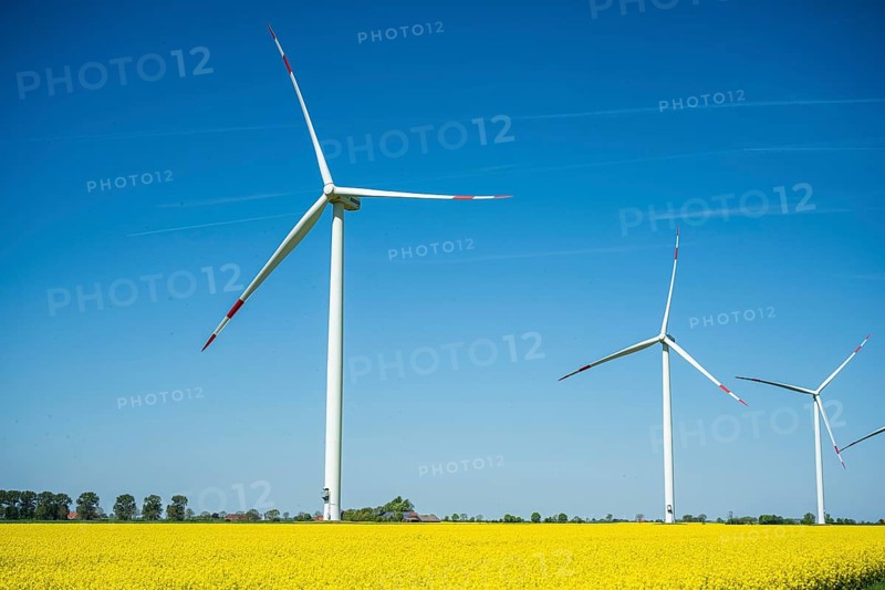 Large wind turbines stand in a rapeseed field under a cloudless blue sky, wind turbines in a rapeseed field in East Frisia