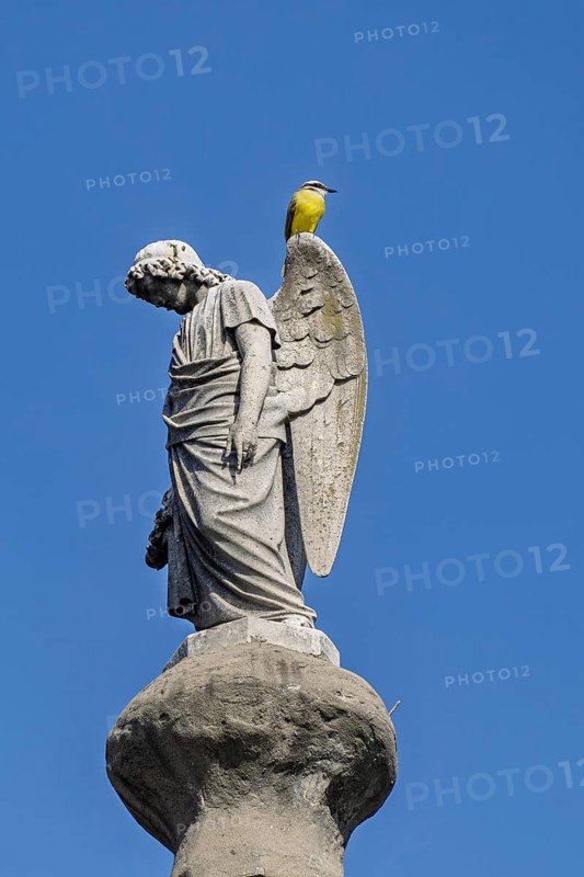 Angel figure with yellow bird, Recoleta cemetery, Buenos Aires, capital of Argentina